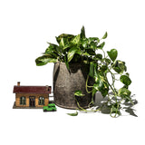STONE POT