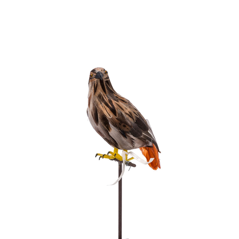 ARTIFICIAL BIRDS Eagle / Small